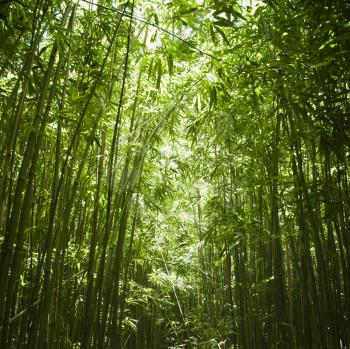 Royalty Free Photo of a Green Bamboo Forest in Maui, Hawaii