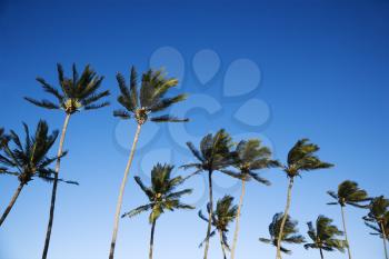 Royalty Free Photo of Palm Trees Swaying in the Wind Against a Clear Blue Sky
