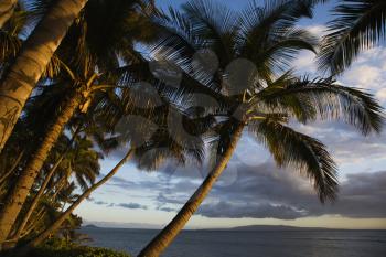 Royalty Free Photo of a Palm Tree by Pacific Ocean in Maui, Hawaii