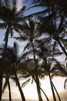 Royalty Free Photo of Palm Trees Silhouetted Against the Sky in Maui, Hawaii
