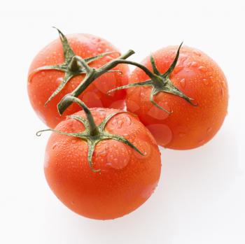 Three wet red ripe tomatoes on vine against white background.