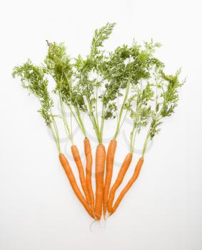 Bunch of carrots spread out against white background.