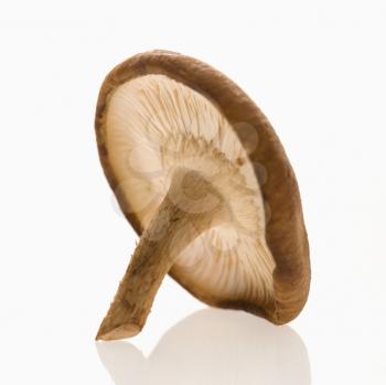 Royalty Free Photo of a Shiitake Mushroom 