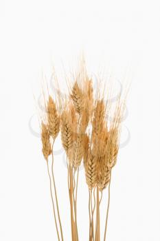 Royalty Free Photo of Several Sprigs of Dried Wheat