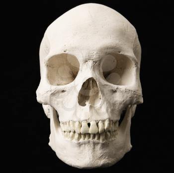 Royalty Free Photo of a Human Skull