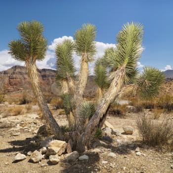 Royalty Free Photo of a Desert Landscape With Tree