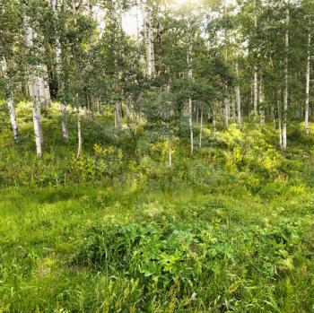 Royalty Free Photo of a Wooded Area With Foliage and Aspen Trees