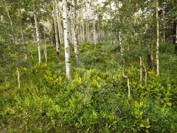 Royalty Free Photo of a Lush Forest With Aspen Trees