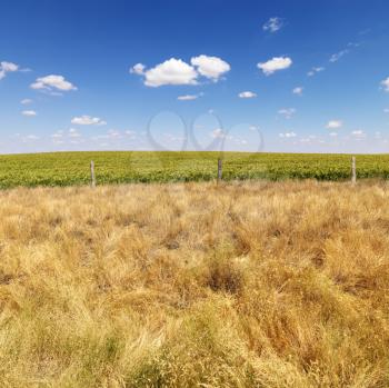 Rural field with agricultural crop and barbed wire fence.