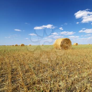 Royalty Free Photo of a Rural Field With Circular Hay Bales