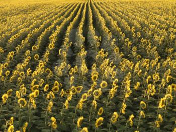 Agricultural field of sunflowers planted in rows.