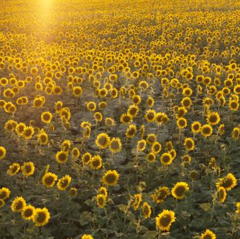 Royalty Free Photo of an Agricultural Field of Sunflowers