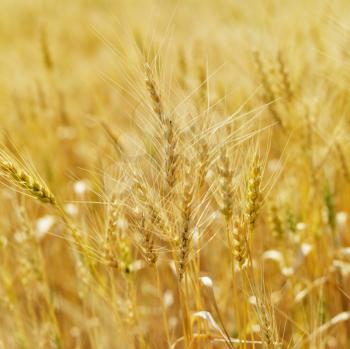 Royalty Free Photo of a Golden Field of Wheat Ready for Harvest