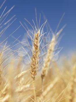 Royalty Free Photo of a Close-Up View of Wheat Field Ready for Harvest