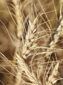 Royalty Free Photo of a Close-up View of Wheat Ready for Harvest