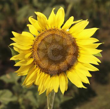 Royalty Free Photo of a Yellow Sunflower