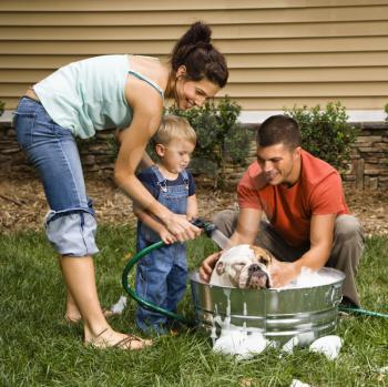 Royalty Free Photo of a Family With Toddler Son Washing Their English Bulldog in the Backyard