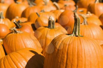 Royalty Free Photo of a Group of Pumpkins at a Produce Market