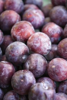 Royalty Free Photo of a Pile of Purple Plums at a Produce Market