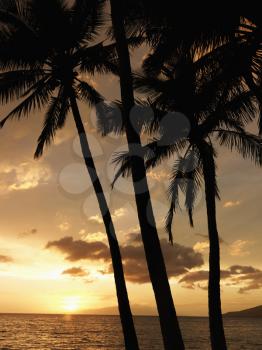 Royalty Free Photo of the Sunset and Palm Trees by the Pacific Ocean in Maui Hawaii