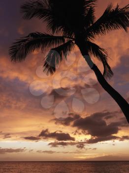 Royalty Free Photo of a Sunset and Palm Tree By the Pacific Ocean in Maui Hawaii