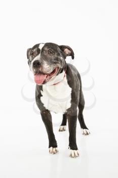 Royalty Free Photo of a Black and White Panting Dog