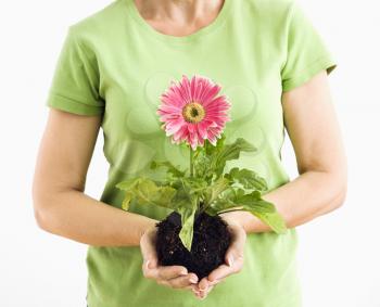 Royalty Free Photo of a Woman Standing Holding a Pink Gerber Daisy Plant