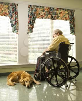 Therapy dog lying next to an elderly man in a wheelchair who looks out a window. Vertical shot.