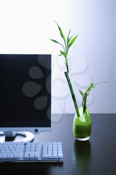 Computer monitor sitting on a desk with a keyboard and a green opaque vase with a lucky bamboo plant in it. Vertical shot.