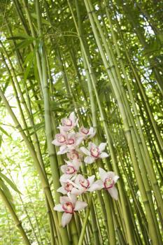 Low angle view of pink orchids and green stalks of bamboo. Vertical shot.