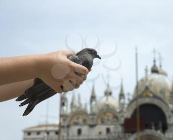 Child's hands holding pigeon. Saint Mark's basilica is visible in the background. Horizontal shot.
