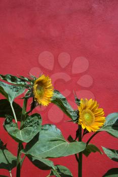 Close-up of two sunflowers growing against a red wall. Vertical shot.