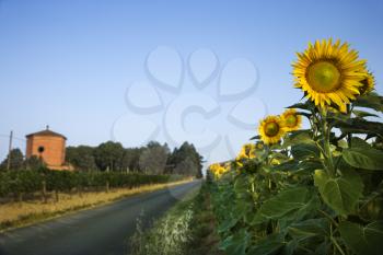 Sunflowers next to a rural road in Tuscany, with a blue sky as background. Horizontal shot.