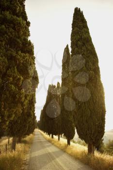 Rural road lined with cypress trees in Tuscany, Italy. Vertical shot.