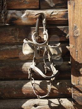 Bridle with blinders hanging on an old weathered wooden stable.