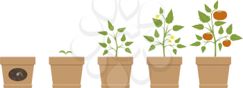 Royalty Free Clipart Image of Tomato Plants at Different Stages