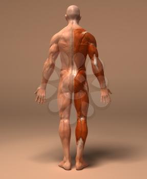 Royalty Free 3d Clipart Image of a Back View of a Muscular Man