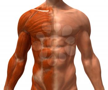 Royalty Free 3d Clipart Image of a Front View of a Muscular Male Torso