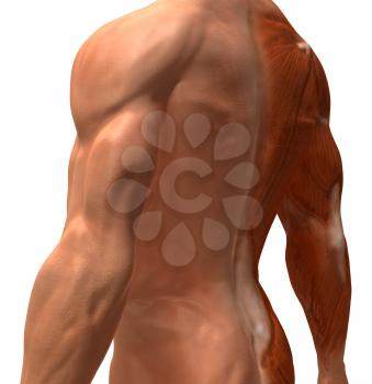 Royalty Free 3d Clipart Image of a Back Side View of a Muscular Male Torso