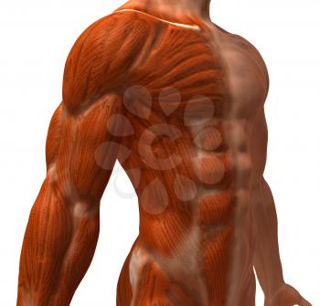 Royalty Free 3d Clipart Image of a Front Side View of a Muscular Male Torso