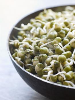 Royalty Free Photo of a Dish of Sprouting Moong Beans
