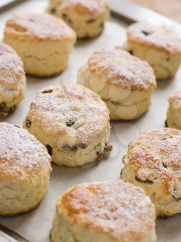 Royalty Free Photo of a Tray of Fruit Scones