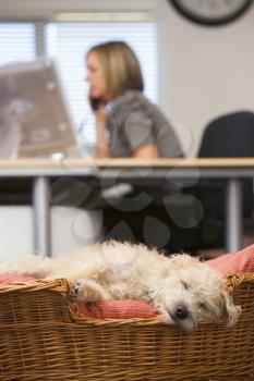 Royalty Free Photo of a Dog Sleeping in a Home Office