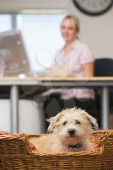 Royalty Free Photo of a Dog With a Woman Behind It
