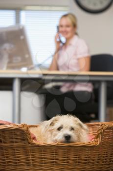 Royalty Free Photo of a Dog in a Home Office