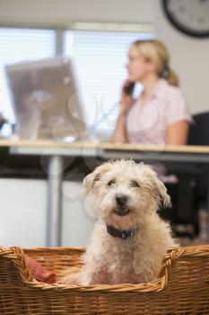 Royalty Free Photo of a Woman on the Phone With a Dog in the Foreground