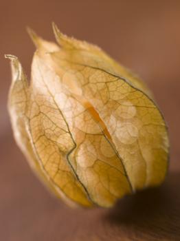 Royalty Free Photo of  a Physalis