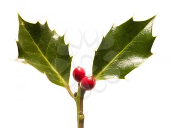 Royalty Free Photo of Holly and Berries
