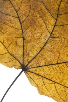 Royalty Free Photo of a Dry Leaf