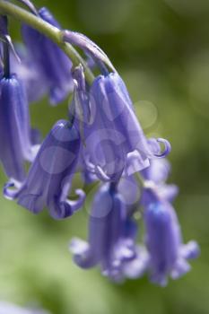 Royalty Free Photo of a Closeup of a Bluebell